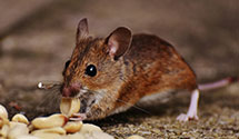 hotel-and-hospitality-pest-control Experts in Farm Credit Admin